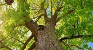 چوب ترمووود از چه درختی است؟